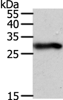 SPIN2B Antibody