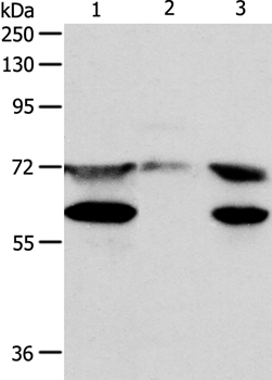 SPDL1 Antibody
