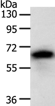 SRC Antibody