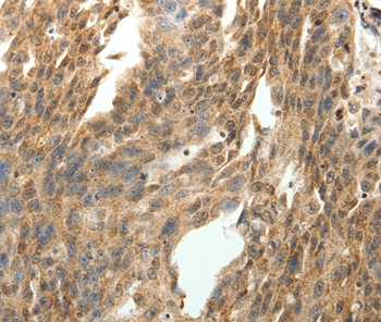SYT7 Antibody