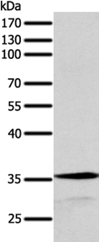 SYT9 Antibody