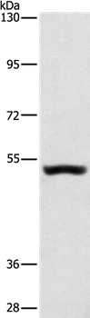 SYT17 Antibody