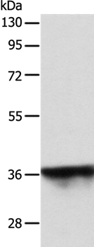 SPATA2L Antibody