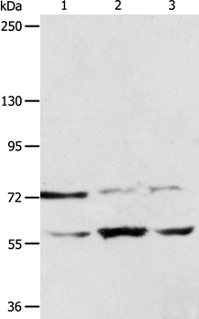 SYVN1 Antibody