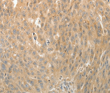 MAP4 Antibody