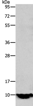 TFF1 Antibody