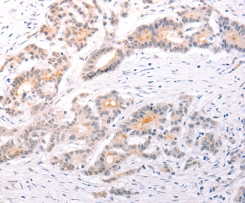 TRAF3IP1 Antibody