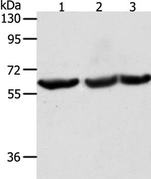 TRIM32 Antibody