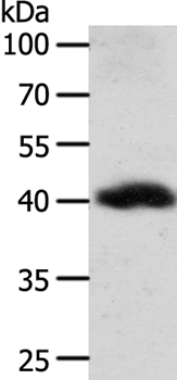 WNT9A Antibody