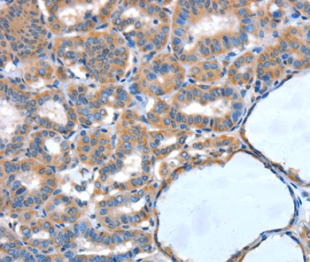 XBP1 Antibody