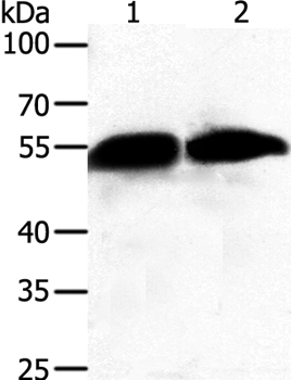 GC Antibody