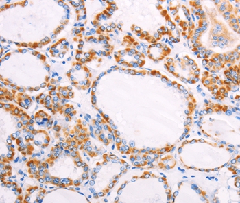 FZD4 Antibody