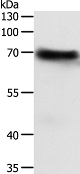 FZD4 Antibody