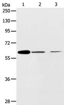 ABCE1 Antibody