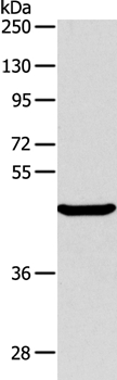 ALKBH1 Antibody