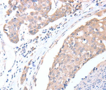 ACTL8 Antibody