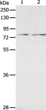 ADAM20 Antibody