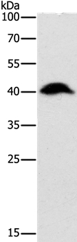 ADK Antibody