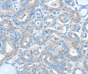 AGO2 Antibody