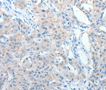 AKAP9 Antibody