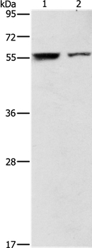 ARHGAP15 Antibody