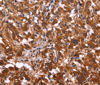 ARL4A Antibody