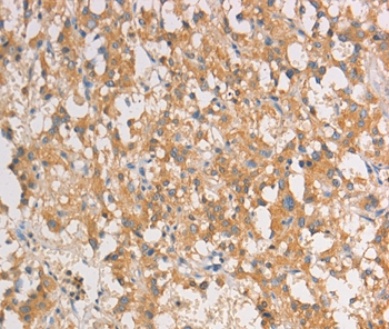 ART3 Antibody