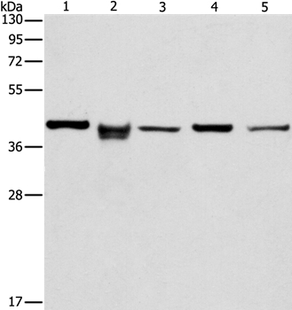 IDH3B Antibody