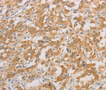 ZWINT Antibody