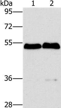 SPHK2 Antibody