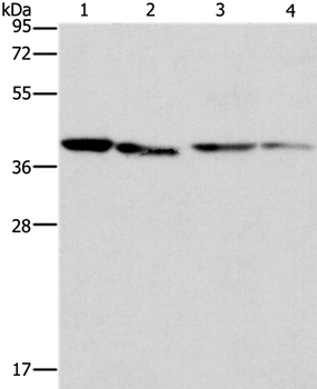 BCAT2 Antibody