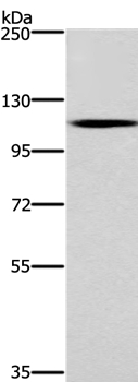 CARD14 Antibody