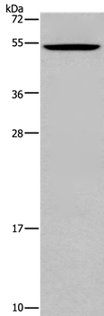 CATSPER3 Antibody
