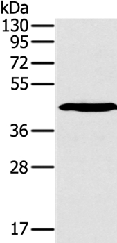 SLAMF1 Antibody