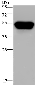 CD160 Antibody