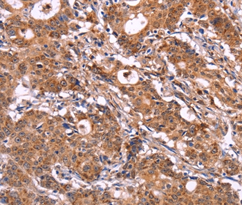 SIGLEC5 Antibody