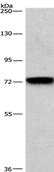 BCAM Antibody