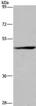 SIGLEC9 Antibody
