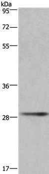 CD40LG Antibody