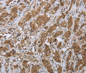 CLPS Antibody