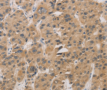 DDIT4 Antibody