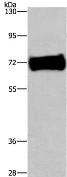 EZR Antibody