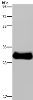 FHL3 Antibody