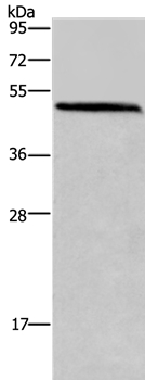 HOMER1 Antibody