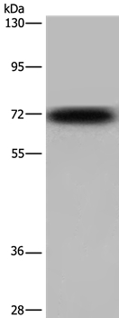 KCND3 Antibody