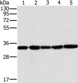 MTCH2 Antibody