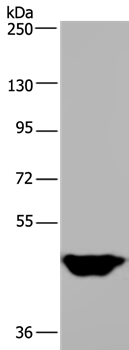 MTF2 Antibody