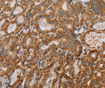 MTFR1 Antibody