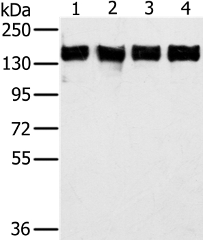 PPP1R12A Antibody