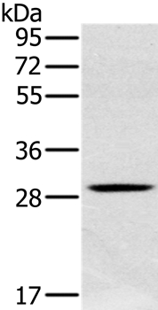 CLIC1 Antibody